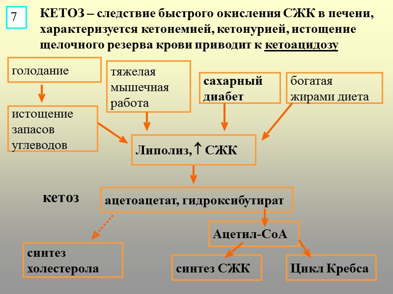 КЕТОЗ – следствие быстрого окисления СЖК в печени, характеризуется кетонемией, кетонурией, истощение щелочного резерва